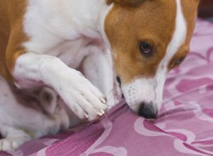 犬が犬のベッドを破壊するのを止めましょう 