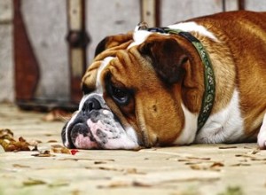 Pourquoi mon chien agit-il différemment ?