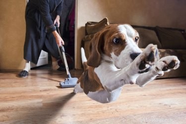 Hoe u kunt voorkomen dat een hond bang wordt voor de stofzuiger