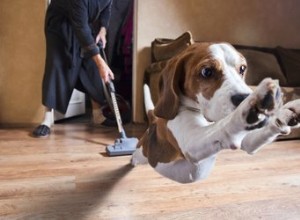 Comment empêcher un chien d avoir peur du vide