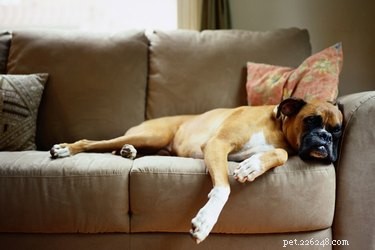 Fungerar feromonspridare för att lugna hundar?