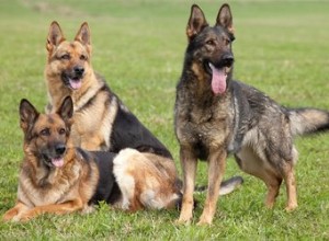 犬が階層を確立する方法 