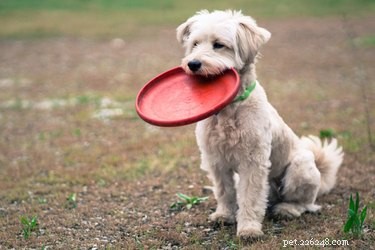 Fai divertire un cane a giocare a frisbee