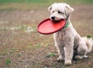 Amener un chien à aimer jouer au frisbee