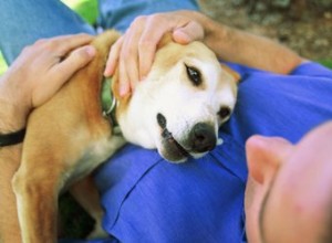 Puis-je rendre mon chien plus affectueux ?