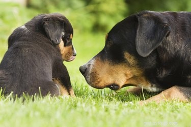 Jak psi disciplinují štěňata?