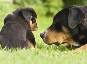 Comment les mères chiennes disciplinent-elles les chiots ?