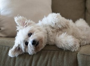 Qu est-ce qui fait dresser les poils d un chien ?