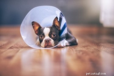 중성화 수술을 받은 강아지는 언제 진정됩니까?
