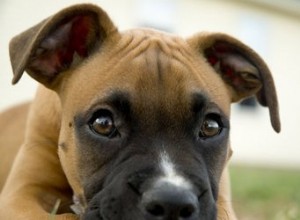 犬のほくろまたは皮膚の成長 