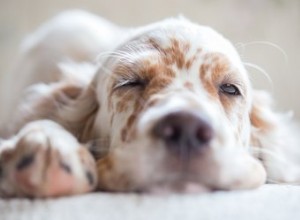 Pourquoi mon chien a-t-il commencé à faire pipi dans mon lit ?