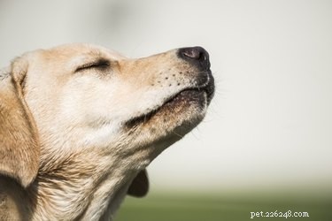 Os cães machos sentem se uma fêmea é esterilizada?