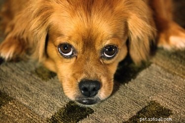 Por que os cães esfregam o rosto no tapete?