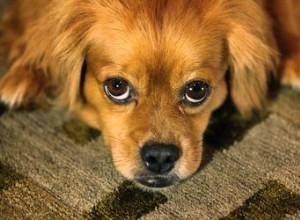 Proč si psi třou tváře o koberec?
