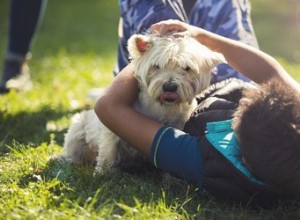 あなたの犬が子供でうなり声を上げたらどうするか 