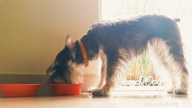 Domácí krmivo pro psy schválené veterinářem