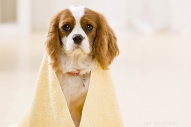 Zelfgemaakte watervrije baden voor honden
