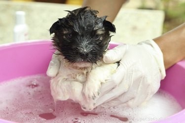 Kan du använda schampo för vuxna hundar på valpar?