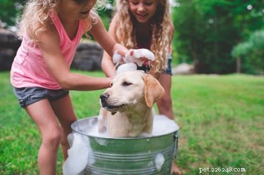 Você pode usar shampoo para cães adultos em filhotes?