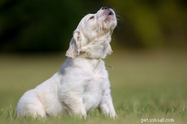 Mythes sur le hurlement des chiens