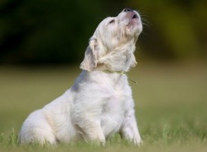 Mythes sur le hurlement des chiens