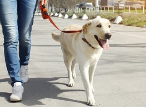 L importance de promener son chien