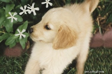 Květiny, které vašemu psovi neublíží