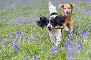 Blommor som inte skadar din hund
