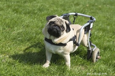 Ta hand om en handikappad hund