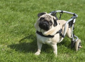 Prendre soin d un chien handicapé