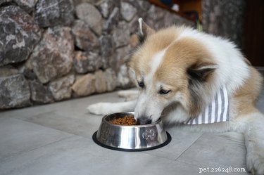 Keramische vs. roestvrijstalen voerbakken voor huisdieren