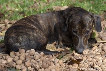 Welke noten zijn slecht voor honden?