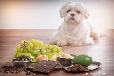 Quelles noix sont mauvaises pour les chiens ?