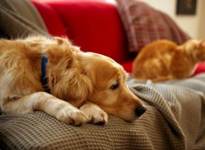 Le meilleur tissu d ameublement pour les propriétaires d animaux