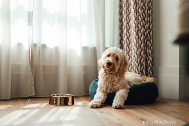 Comment nettoyer un lit de chien malodorant avec du vinaigre