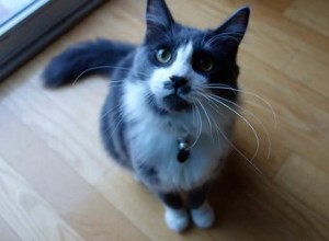 なぜ私の猫はとても困っているのですか？ 