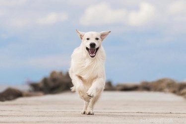 Förhindra en hund från att springa och skälla på människor