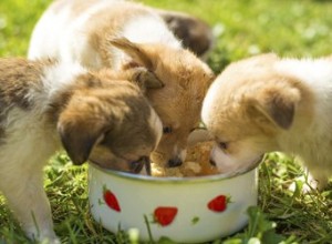 Initier un chiot à la nourriture solide