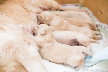 Поведение собаки-матери после родов