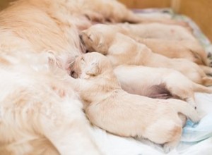 Comportements d une chienne mère après la mise bas