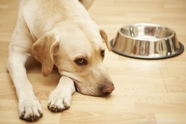 Por que os cães movem suas tigelas de comida?