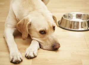 Proč psi stěhují misky na jídlo?