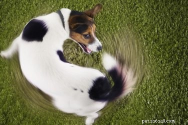 Hur man hindrar en hund från att bita i svansen