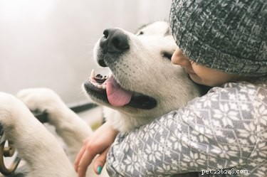 Jak přimět psa, aby vás měl rád