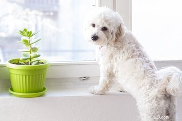Förhindra en hund från att gräva upp krukväxter