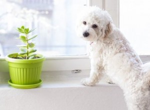 犬が鉢植えの植物を掘るのをやめましょう 