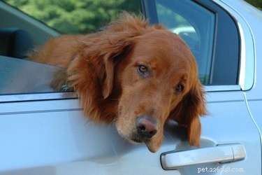 Come impedire a un cane di piangere in macchina