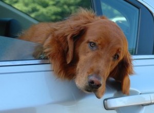 Comment empêcher un chien de pleurer dans la voiture