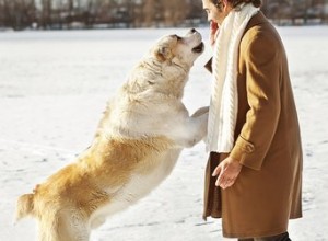 大きな犬があなたにジャンプするのを防ぐ方法 