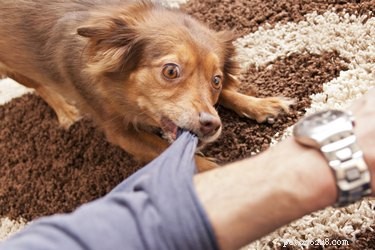 Comment empêcher un chien de mordre